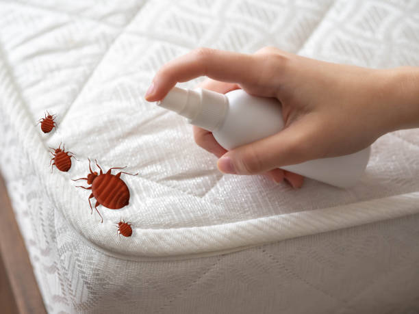 Best Spider Control Near Me  in Lake Jackson, TX