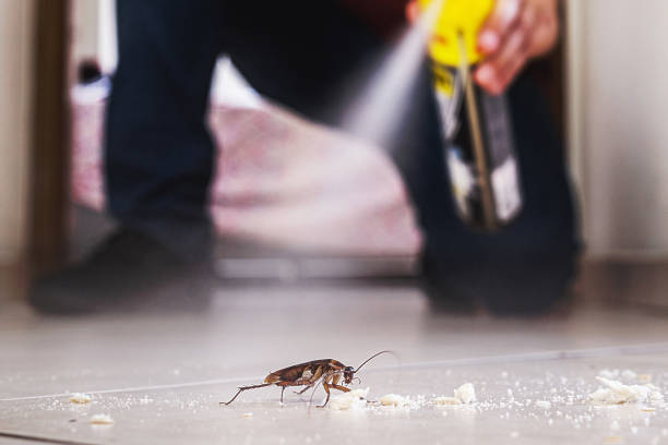 Best Termite Control Services  in Lake Jackson, TX