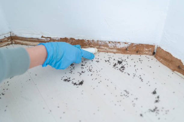 Best Best Pest Control Companies  in Lake Jackson, TX